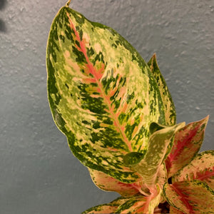 Aglaonema "Painted celebration" - Rákvirág - Chinese Evergreen - Tropical Home 