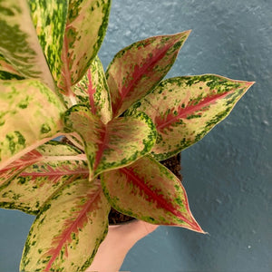 Aglaonema "Painted celebration" - Rákvirág - Chinese Evergreen - Tropical Home 