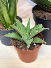 Kép betöltése a galériamegjelenítőbe: Last Day Flash Sale - 13. csomag -30% kedvezmény
