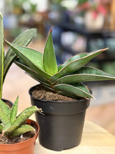 Kép betöltése a galériamegjelenítőbe: Last Day Flash Sale - 13. csomag -30% kedvezmény
