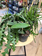 Kép betöltése a galériamegjelenítőbe: Last Day Flash Sale - 12. csomag -35% kedvezmény
