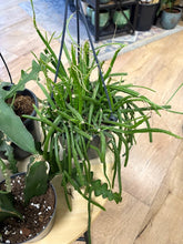 Kép betöltése a galériamegjelenítőbe: Last Day Flash Sale - 12. csomag -35% kedvezmény
