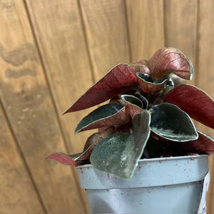 Peperomia metallica "Colombiana" - Törpebors - Tropical Home 