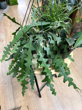 Kép betöltése a galériamegjelenítőbe: Last Day Flash Sale - 12. csomag -35% kedvezmény
