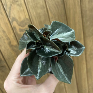 Peperomia metallica "Colombiana" - Törpebors - Tropical Home 