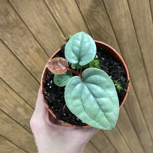 Anthurium luxurians 