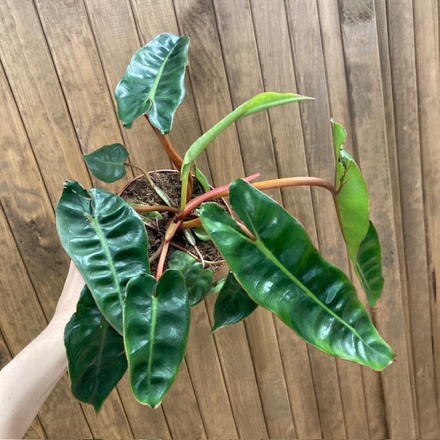 Philodendron billietiae - Tropical Home 