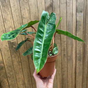Philodendron billietiae - Tropical Home 