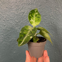 Kép betöltése a galériamegjelenítőbe: Aglaonema pictum tricolor - Rákvirág - Chinese Evergreen - Tropical Home 
