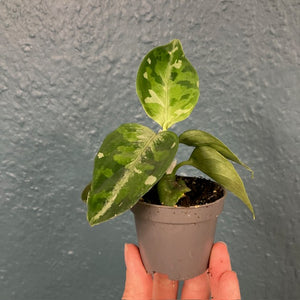 Aglaonema pictum tricolor - Rákvirág - Chinese Evergreen - Tropical Home 