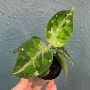 Aglaonema pictum tricolor - Rákvirág - Chinese Evergreen - Tropical Home 