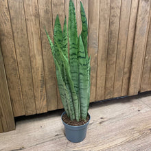 Kép betöltése a galériamegjelenítőbe: Sansevieria trif. &quot;Spearmint&quot; - Anyósnyelv - Tropical Home 
