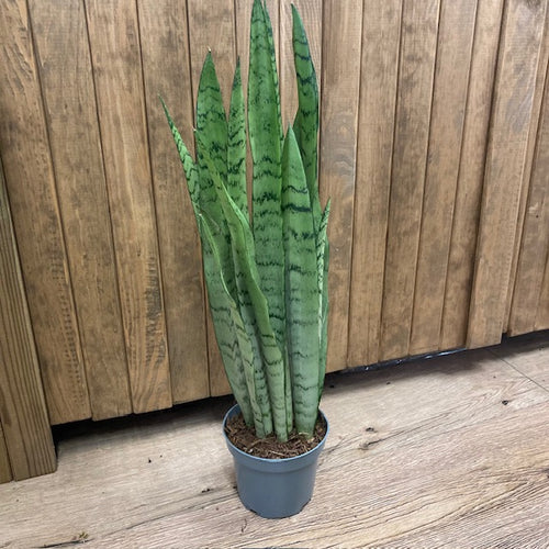 Sansevieria trif. 