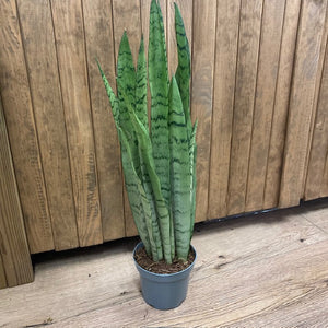 Sansevieria trif. "Spearmint" - Anyósnyelv - Tropical Home 