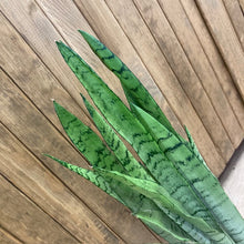 Kép betöltése a galériamegjelenítőbe: Sansevieria trif. &quot;Spearmint&quot; - Anyósnyelv - Tropical Home 
