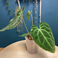 Kép betöltése a galériamegjelenítőbe: Anthurium cf besseae dark - Tropical Home 

