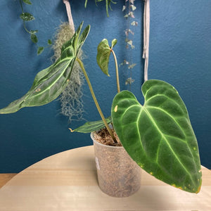 Anthurium cf besseae dark - Tropical Home 