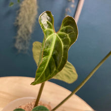Kép betöltése a galériamegjelenítőbe: Anthurium cf besseae dark - Tropical Home 
