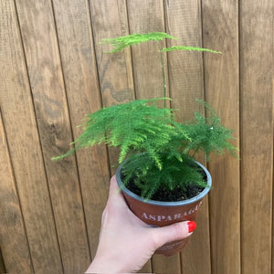 Asparagus setaceus - Fátyolaszparágusz - Lace fern