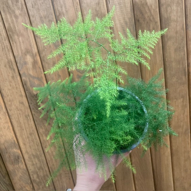 Asparagus setaceus - Fátyolaszparágusz - Lace fern