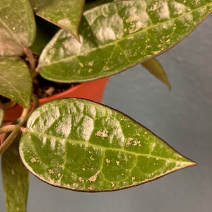 Hoya parasitica "Black margin" - Tropical Home 