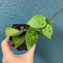 Kép betöltése a galériamegjelenítőbe: Hoya parasitica &quot;Black margin&quot; - Tropical Home 
