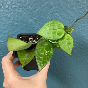 Hoya parasitica "Black margin" - Tropical Home 