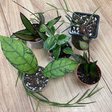 Kép betöltése a galériamegjelenítőbe: 5 fajta mini Hoya csomagban - Tropical Home 

