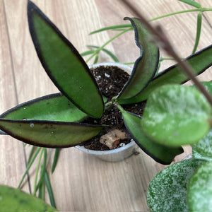 5 fajta mini Hoya csomagban - Tropical Home 