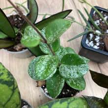 Kép betöltése a galériamegjelenítőbe: 5 fajta mini Hoya csomagban - Tropical Home 

