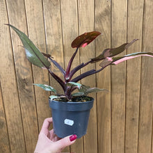 Kép betöltése a galériamegjelenítőbe: Philodendron &quot;Pink princess marble&quot; 4.
