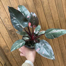 Kép betöltése a galériamegjelenítőbe: Philodendron &quot;Pink princess marble&quot; 4.
