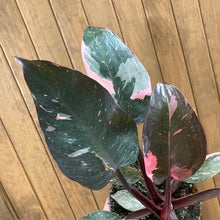 Kép betöltése a galériamegjelenítőbe: Philodendron &quot;Pink princess marble&quot; 4.
