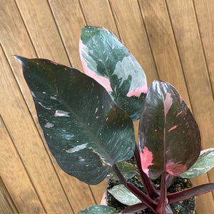 Philodendron "Pink princess marble" 4.