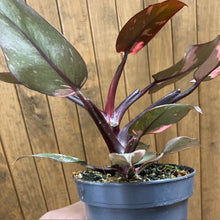 Kép betöltése a galériamegjelenítőbe: Philodendron &quot;Pink princess marble&quot; 4.
