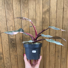 Kép betöltése a galériamegjelenítőbe: Philodendron &quot;Pink princess marble&quot; 5.
