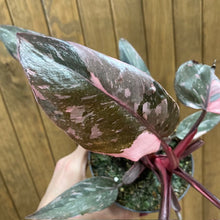 Kép betöltése a galériamegjelenítőbe: Philodendron &quot;Pink princess marble&quot; 5.
