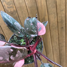 Kép betöltése a galériamegjelenítőbe: Philodendron &quot;Pink princess marble&quot; 5.
