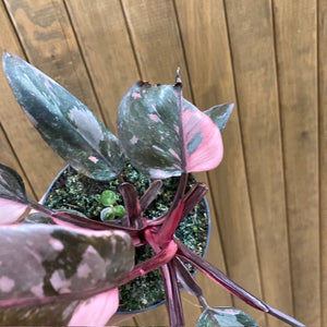 Philodendron "Pink princess marble" 5.