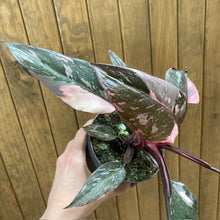 Kép betöltése a galériamegjelenítőbe: Philodendron &quot;Pink princess marble&quot; 5.
