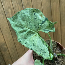 Kép betöltése a galériamegjelenítőbe: Syngonium &quot;Green splash&quot; 1.
