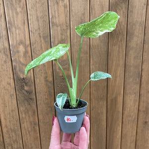 Monstera deliciosa “Thai constellation”  mini  10.