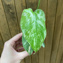 Kép betöltése a galériamegjelenítőbe: Monstera deliciosa “Thai constellation”  mini  10.
