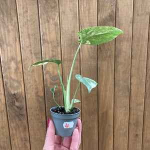 Monstera deliciosa “Thai constellation”  mini  11.