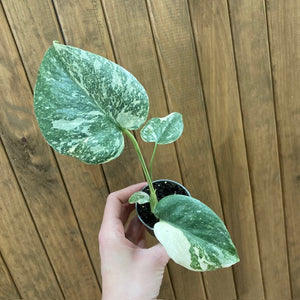 Monstera deliciosa “Thai constellation”  mini  11.