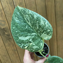 Kép betöltése a galériamegjelenítőbe: Monstera deliciosa “Thai constellation”  mini  11.
