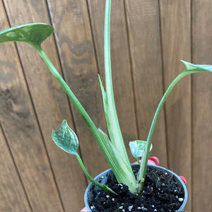 Monstera deliciosa “Thai constellation”  mini  11.