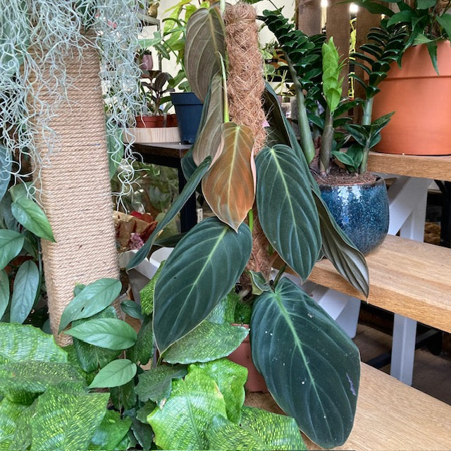 Philodendron gigas - 3 töves - Tropical Home 