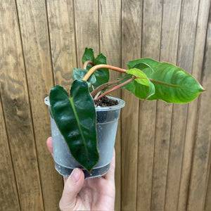 Philodendron billietiae - Tropical Home 