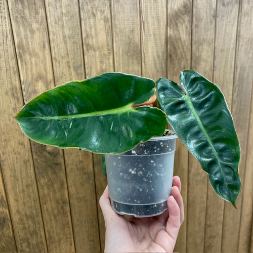 Philodendron billietiae - Tropical Home 